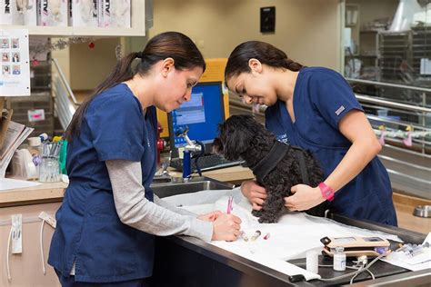 BluePearl Pet Hospital, Irvine, CA .